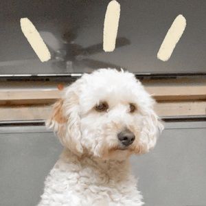 Meet your Posher, Lillian